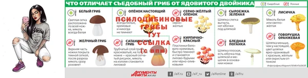 ПСИЛОЦИБИНОВЫЕ ГРИБЫ Богданович